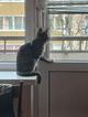 Ищет дом умный, спокойный котёнок-философ