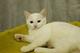 Беленький котёнок