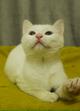 Беленький котёнок