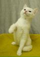Беленький котёнок