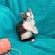 Маленькие красивые котята ищут дом