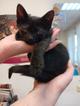 Маленькие красивые котята ищут дом