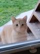Карамельный котенок ищет дом