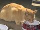 Карамельный котенок ищет дом