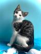 Маленький нежный котёнок