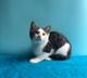 Маленький нежный котёнок