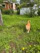 Умный рыжий котик для загородного дома