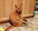 Хороший ласковый котёнок-рыжик