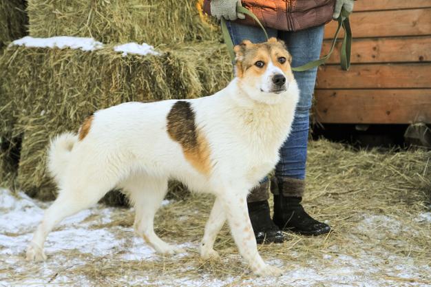 Собака в хорошие руки щенок