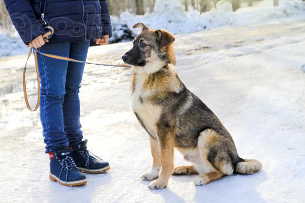 Собака в добрые руки