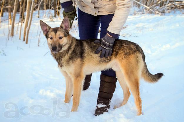 Собака в хорошие руки