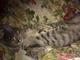 Отдал. Котёнок-кошка Jungle Cat