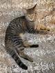 Отдал. Котёнок-кошка Jungle Cat