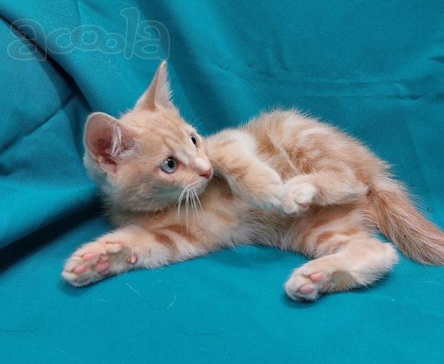Ласковый котенок Персик в добрые руки.