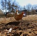 Помет куриный в мешках по 60 литров и россыпью