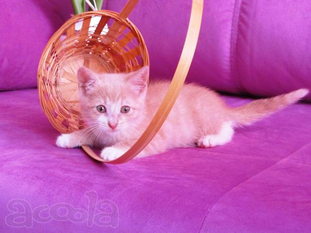 Рыжий котик в дар