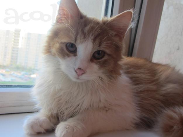 Рыжий котик в дар