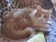 Рыжий котик в дар