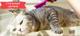 Гостиница для кошек BookingCat