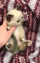 Священная Бирма котенок девочка в белых носочках.