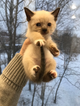 Священная Бирма котенок девочка в белых носочках.