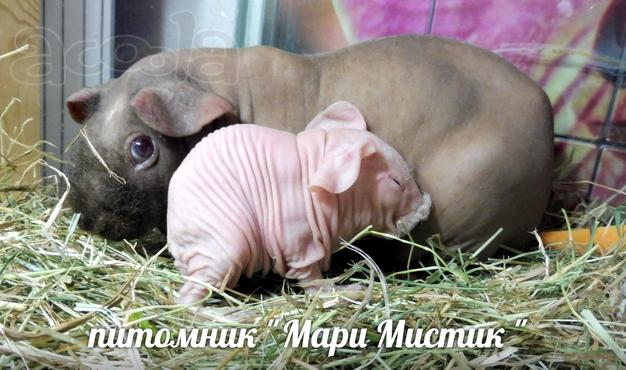 Скинни - морские свинки без шерсти
