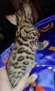 Шикарные бенгальские котята