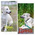 Замечательные щенки ищут дом