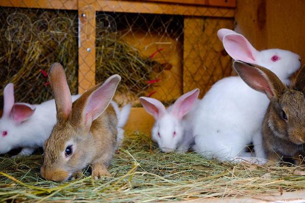 Продадим крольчат с собственной фермы