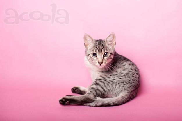 Котята Египетская Мау