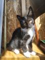 Ласковый котёнок