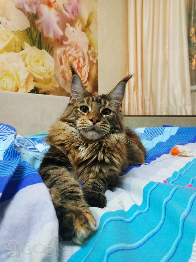 Мейн Кун котята