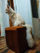 Мейн Кун котята