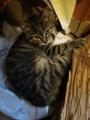 Полосатый котенок