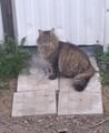 Ищем дом для кота Василия