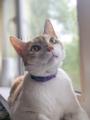 Ищет дом славный котик Сырник