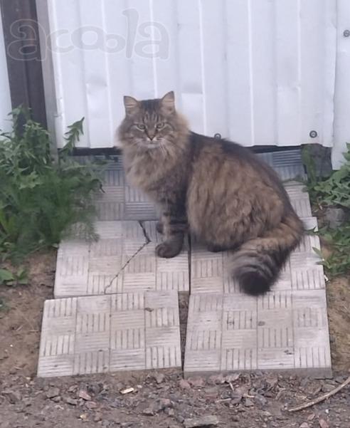 Ищем дом для кота Василия