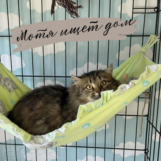 Ищет дом и свою семью пушистая девочка-сибирячка