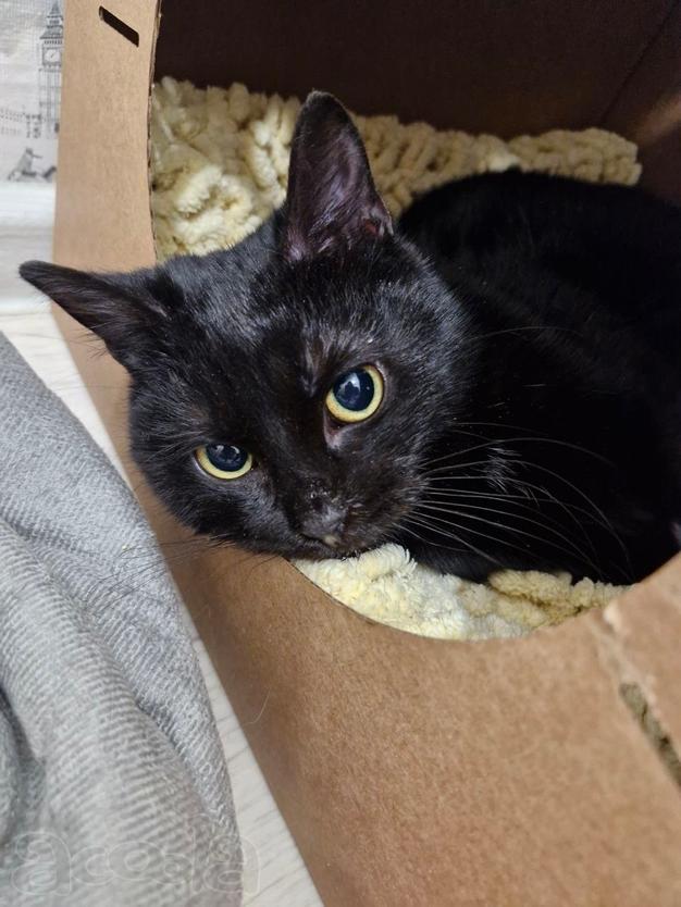 Ищет дом малышка Марта