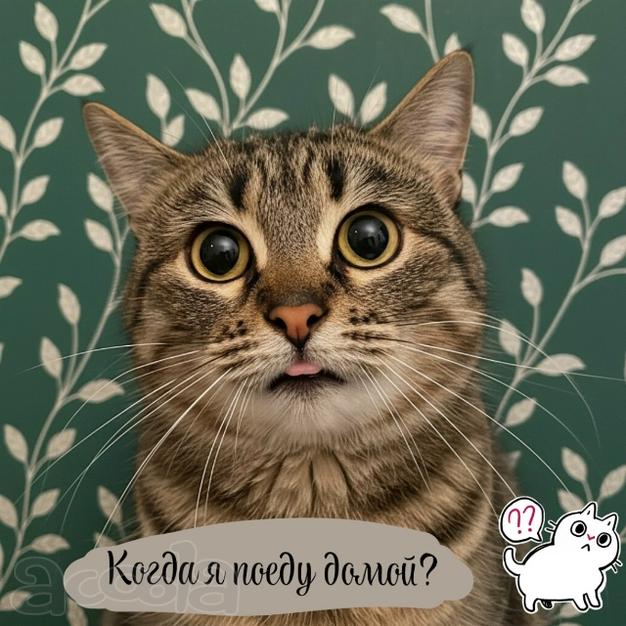 Кошечка Сима в добрые руки