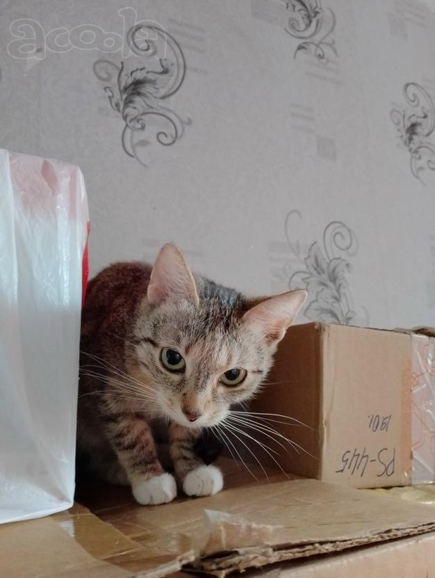 Кошечке Даниэлле срочно нужен новый дом