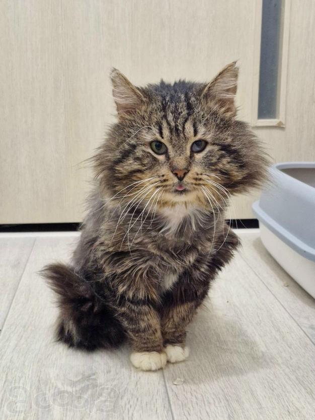 Кот Бонифаций ищет любящую семью