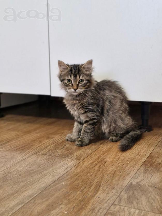 Котеночка Леночка в поисках дома