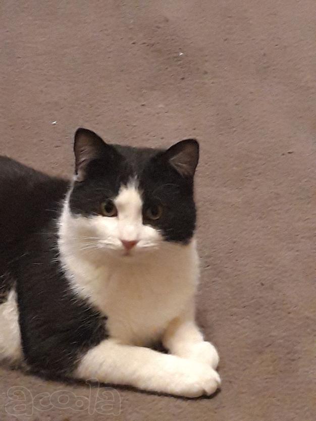 Котик Феликс в добрые руки