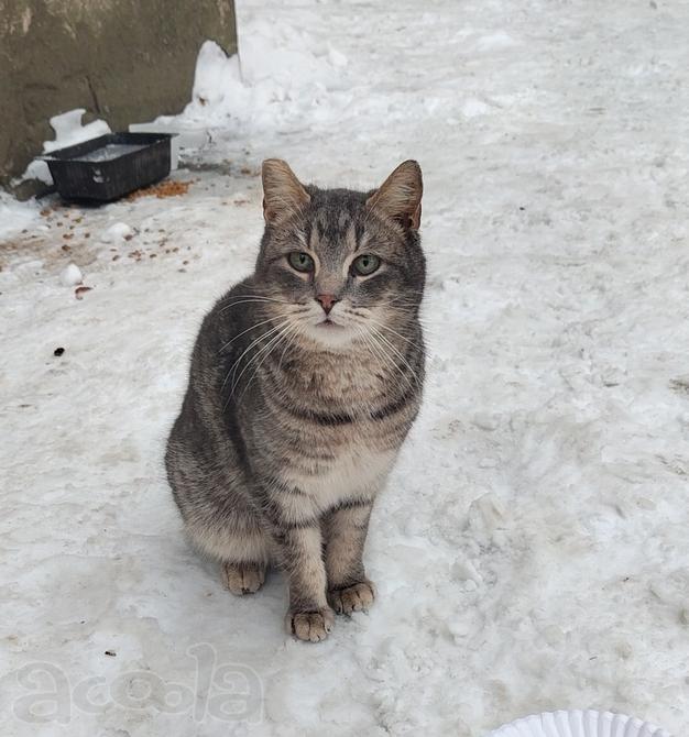 Котик Сережка в добрые руки