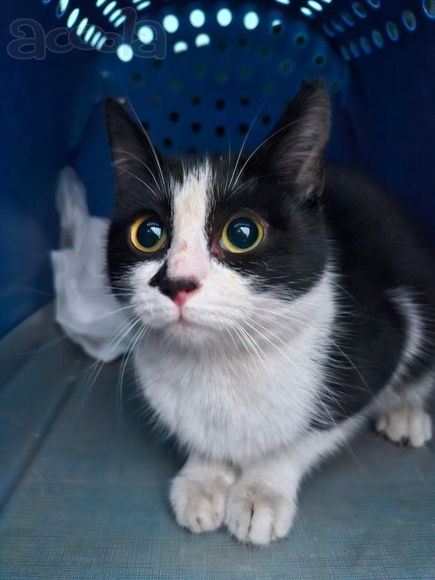 Котёнок Манечка в поисках дома