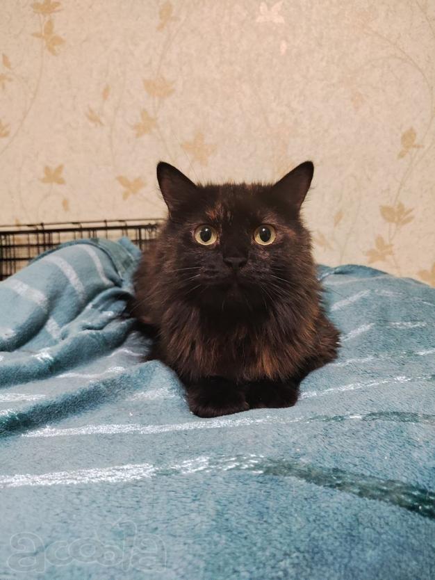 Красавица-кошка Юта в поисках дома