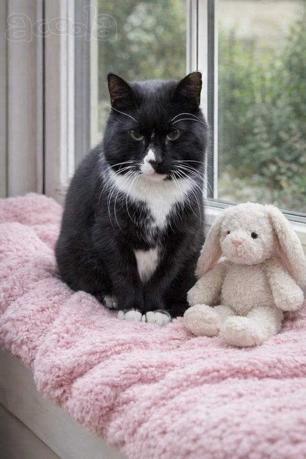 Красивая и Ласковая кошка Уша в добрые руки