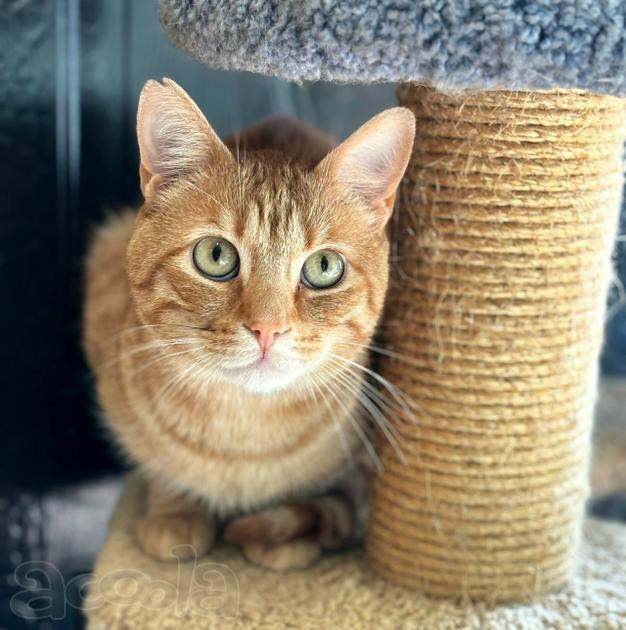 Красотун Фокс ищет дом