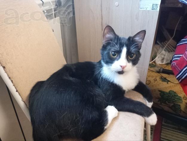 Молоденький котик Феликс в добрые руки